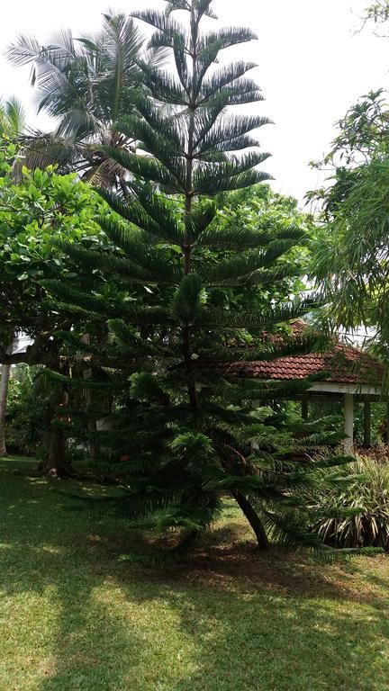 4 Seasons Guesthouse Hikkaduwa Bagian luar foto